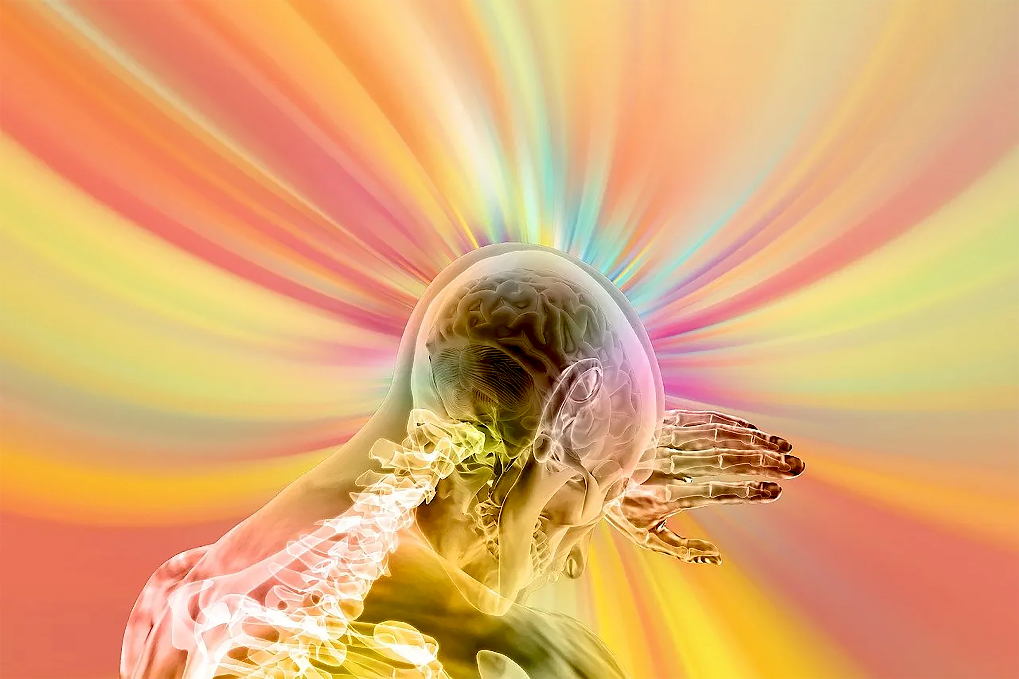 Cerveau - Neurophysiologie